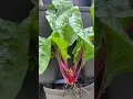 Download Lagu Everything You Can Plant in May in Florida