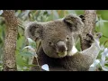 Patrick O'Hearn - Patience My Friend