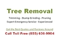 Tree Removal Attleboro Ma - Free Estimates and Quotes
