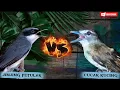 Lagu masteran kombinasi | jinjing petulak vs cucak ampela/kucing