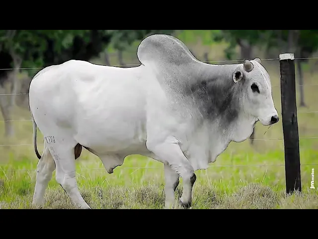 Touro Nelore CLTN - 9