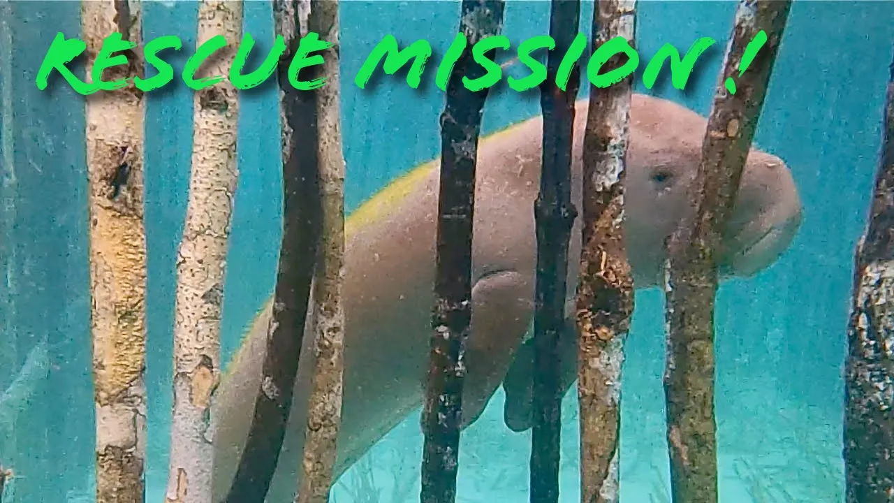 Separated from Its Mother: Our Fight to Free a Captive Dugong Calf Ep225