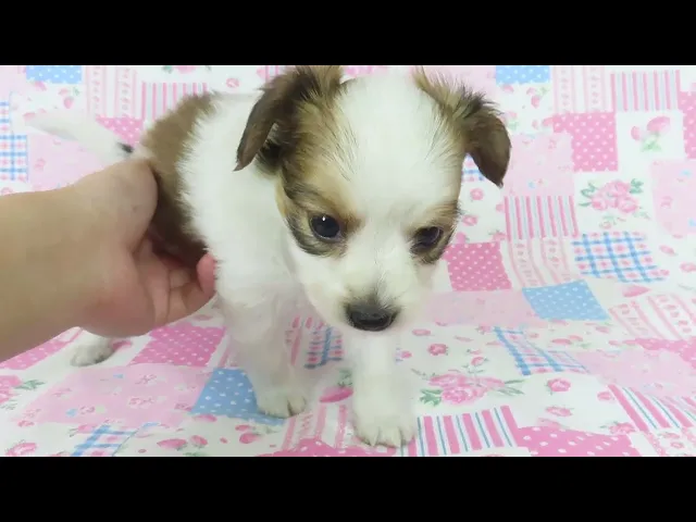 動画