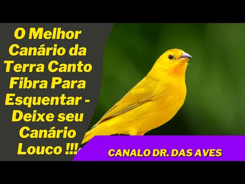 Download MP3 O Melhor Canário da Terra Canto Fibra Para Esquentar   Deixe seu Canário Louco !!!