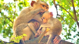 Adorable Baby Monkey Duo Gets Guided by Their Caring Mother
