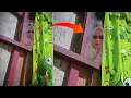 Download Lagu Wanita ini Diintipin Pocong dari Jendela Ketika Lagi Tiduran Sendirian di Kamar