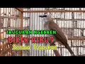 Download Lagu Trucuk ngebren bikin ribut trucuk manapun dijamin langsung nyaut ribut