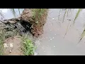 Download Lagu VLOG PESAWAHAN YANG BARU TANAM PADI