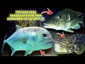 Download Lagu MGA NAGLALAKIHANG ISDA DUGSO, GIANT TREVALLY AT LUBA SUMAMPA SA SPOT😱 #fishing #seafood #fish #viral