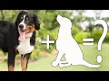 10 Unreal Bernese Mountain Dog Cross Breed Bernese Mountain Dog Mix Breeds