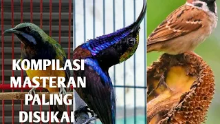 Download Kompilasi Masteran Gereja Tarung  Kolibri Ninja Dan Cucak Cungkok MP3