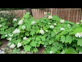 Roberta s 1-Piece Ruby Slippers Hydrangea Live Plants on QVC