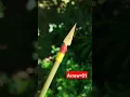 Arrow of Bamboo | DIY model=01 #shorts