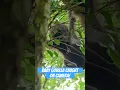 Download Lagu Baby gorilla caught on camera! #naturepbs #gorilla #babyanimals #wildlife #pbs