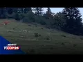 Download Lagu Faccia a faccia tra una mucca e un orso: chi avrà la meglio?