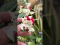Download Lagu Nggak Nyangka! Ternyata Bunga Seindah Ini Namanya Nona Makan Sirih!