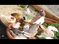 Download Lagu 1 Jam Burung Kandang Campuran - Gouldian Finch, Carary, Quail, Zebra Finch, dan banyak lagi!