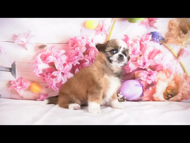 動画