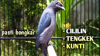 srigunting abu abu gacor pancingan sadis isian mewah