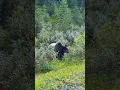 Download Lagu Close Encounter: Grizzly Bear Feasts Beside the Road in Kananaskis   #nature #grizzley #wildlife