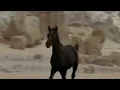 Run wild horses (slowed and reverb)