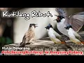 Download Lagu KUTILANG RIBUT,‼️ AMPUH UNTUK MEMIKAT KUTILANG LIAR..