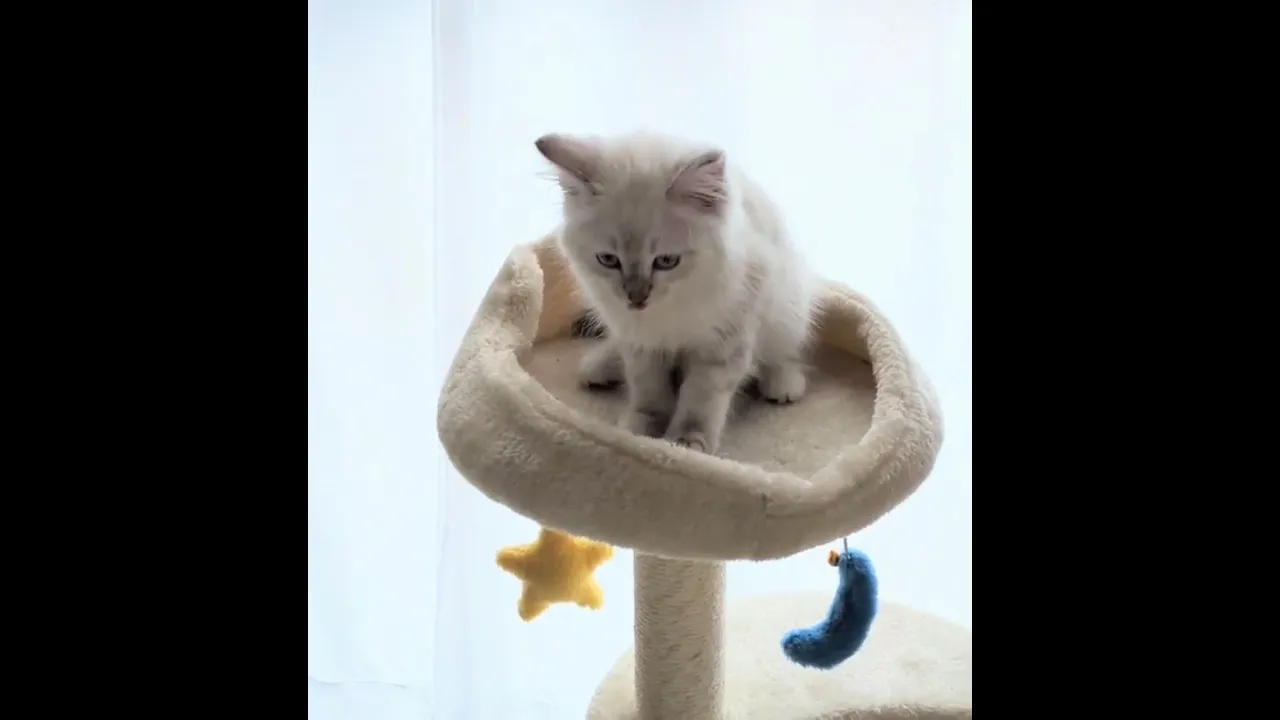 動画