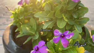صباح الخير يا وجه عرفت الخير من شفته  ناصر الوبير  دندنها