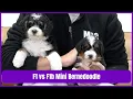 F1 Mini Bernedoodle vs F1b Mini Bernedoodle - What Is The Difference