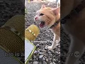 Download Lagu #88 Funny Cat videos 🐱🐱 #meowing #memes #cute