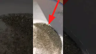 طلا در رودخانه های ایران 