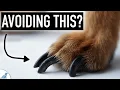 Dog Nail Clipping Doesn t Have To Be STRESSFUL