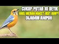 Download Lagu PANCINGAN ANIS MERAH TERBUKTI AMPUH BUAT PERANGSANG ANIS YANG MACET BUNYI