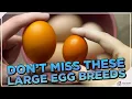 Meet the Sturdy Layers Top 10 Chickens for Consistently Large Eggs