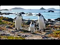 Lagu ❤️Penguin search his mummy #asmr #satisfying #catfamily #petasmr #viral #fyp #trending #explore