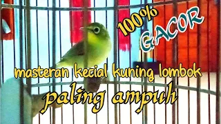 kecial kuning lombok