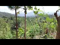 Download Lagu Berkunjung ke kebun timun milik kakek