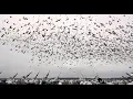 Download Lagu Non-Stop MONSTER Snow Goose Rainouts: FEED THE CYCLONE