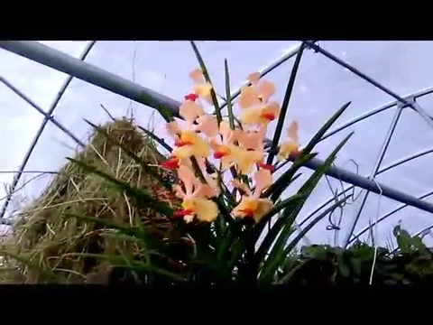 BEST QUALITY YELLOW VANDA ORCHID NOID, MASSIVE ROOTS