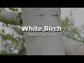 Urban Trees - White Birch