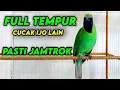 Lagu Pancingan Handal Cucak Ijo Gacor! Jitu Dalam Membuat Ijo Lain Cepat Naik Emosi Langsung Jamtro Emosi