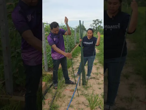 แท่งพลาสติกในการทำ ให้ไม้เลื้อยขึ้นโครงในการปลูกพืชสำหรับคนหาไม้ไผ่ยาก #ไม้ค้ำยัน#แท่งไม้เลื้อย