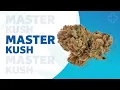 Master Kush Strainview