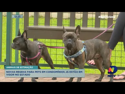 Novas regras para presença de pets em condomínios já estão em vigor e alteram práticas em Criciúma