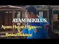 Download Lagu UNIK \u0026 LANGKA!! MELIHAT AYAM BEKISAR HALUS CEMANI