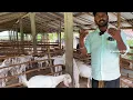 Goat kid feed management and how gain more weight