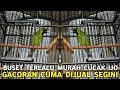 Download Lagu DILUAR NALAR !! CUCAK IJO SEGACOR INI CUMA DIJUAL 650 RIBUAN DI PASAR BURUNG PRAMUKA HARI INI