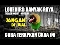 Lagu MENUJU KONSLET - LOVEBIRD BANYAK GAYA !! JANGAN DULU DI JUAL - COBA TERAPKAN CARA INI