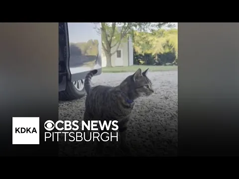 Pennsylvania cat rides 100 miles on roof of family's van