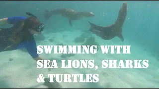 Ep. 84 – Swimming with Sea Lions, Sharks, and Turtles (San Cristobal Galapagos 360 Tour)